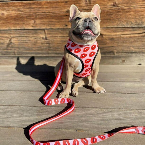 Fashion Collar Leash for Dogs Pets Walk Lead Pet Leash for Small Medium Dogs